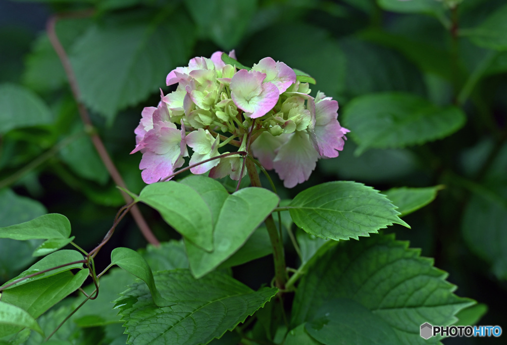 散歩中に見つけた花