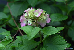 散歩中に見つけた花