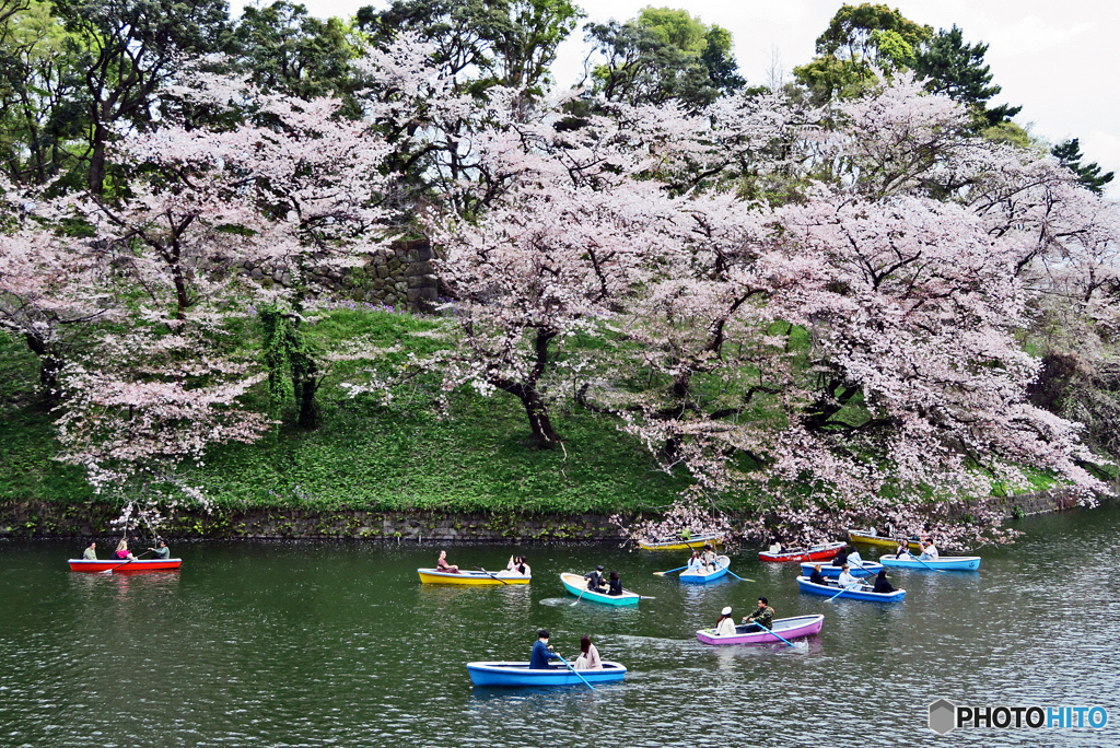 千鳥ヶ淵スナップ