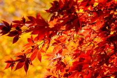 紅葉