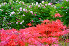 彼岸花いっぱい