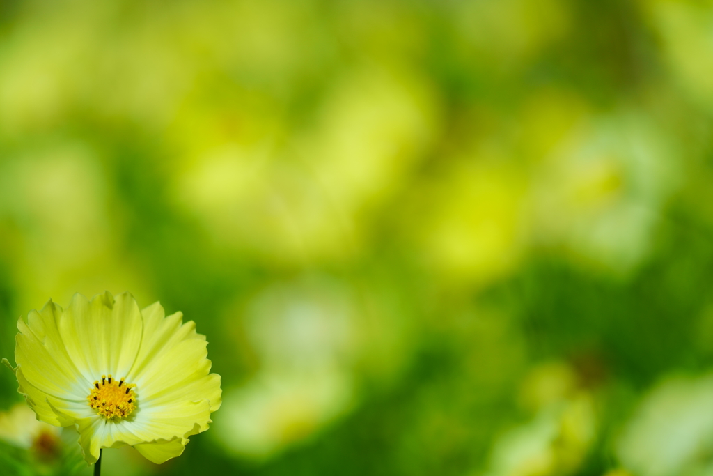 お花