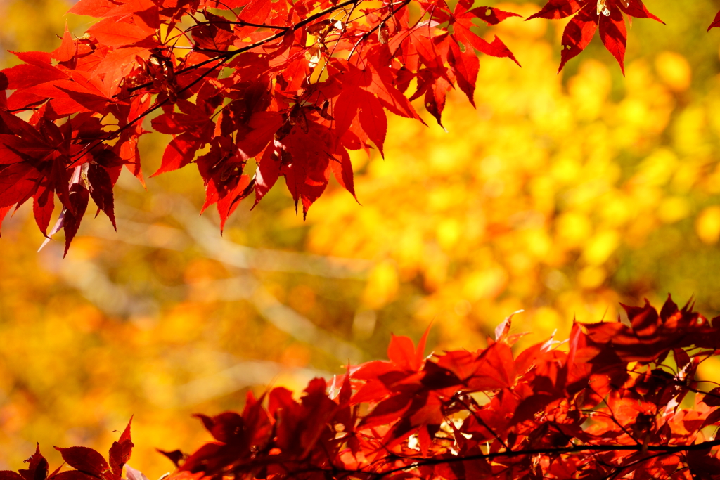 紅葉