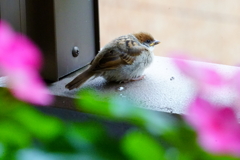 もふもふすずめ