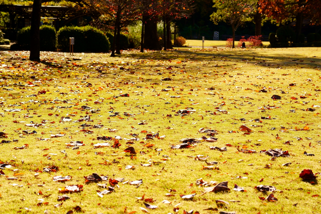 落葉の公園