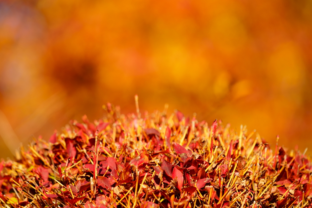 紅葉