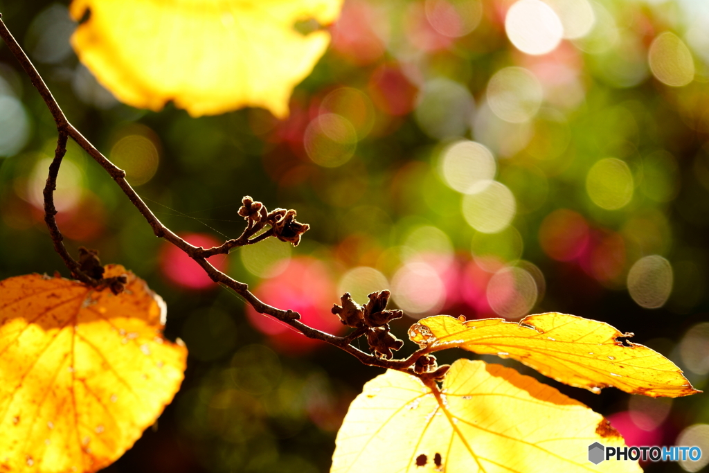 ボケの葉とサザンカ
