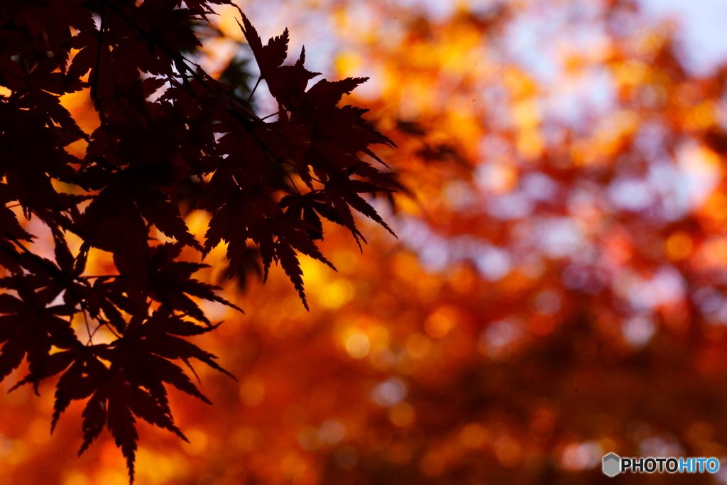 紅葉