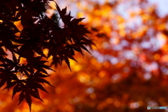 紅葉