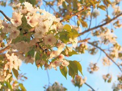 sakura