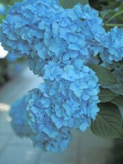 紫陽花13