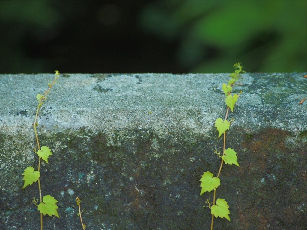 つた