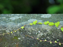 つた3