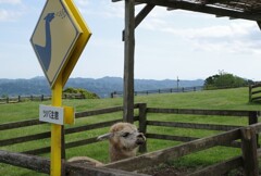 危険看板