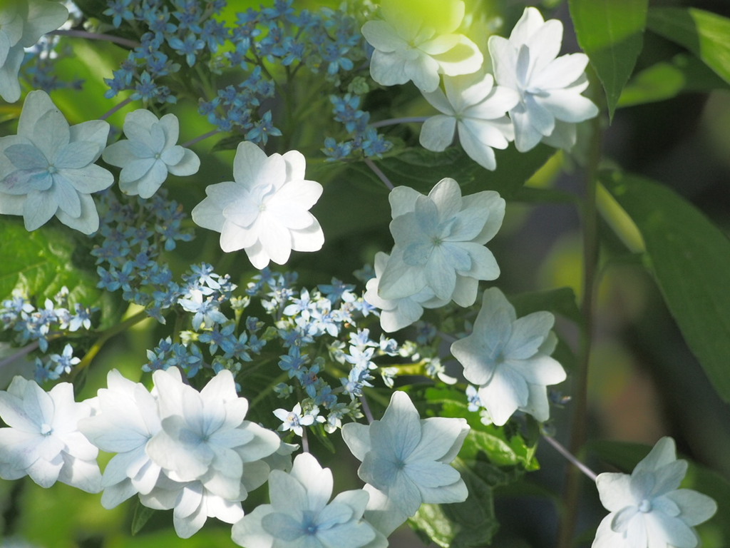 紫陽花0