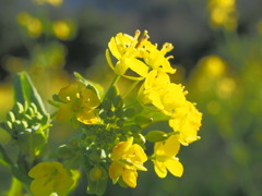 菜の花２ (2)