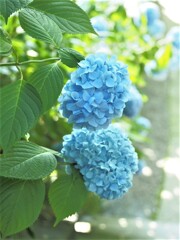 紫陽花