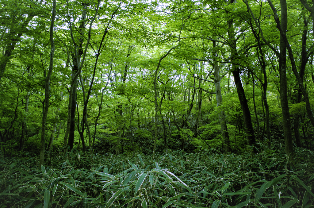 箱根の森