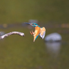 カワセミ