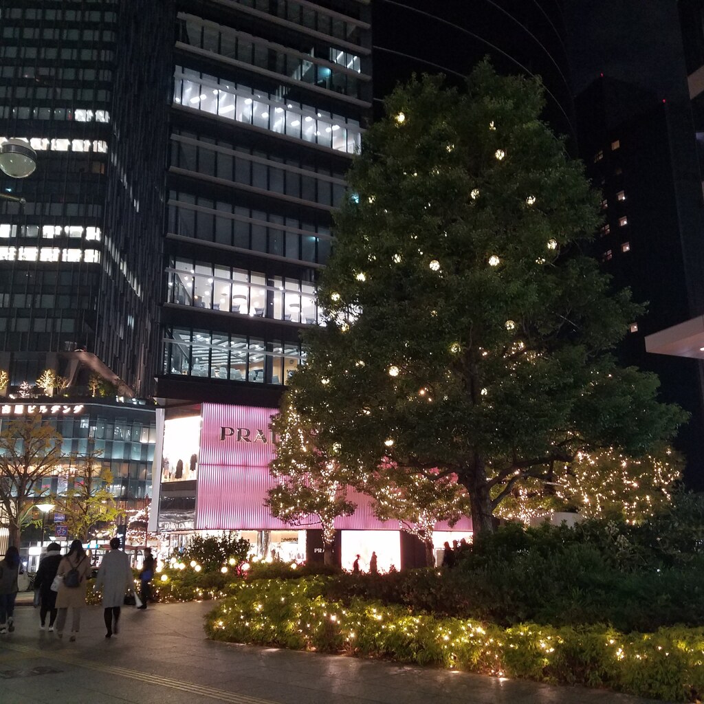 「名古屋の木」