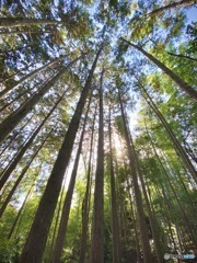 三重の森の中