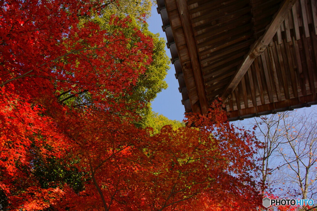 紅葉の寺