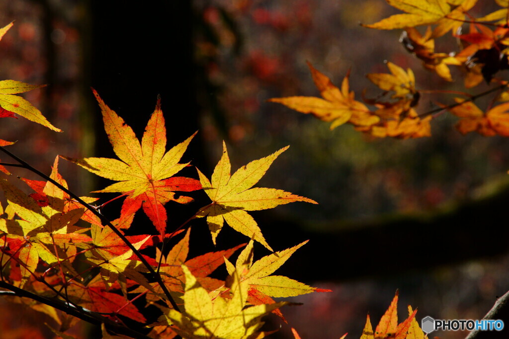 いつかの紅葉