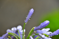 雨上がりの花