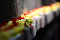 神社で試し撮り