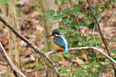 野鳥撮影  その3