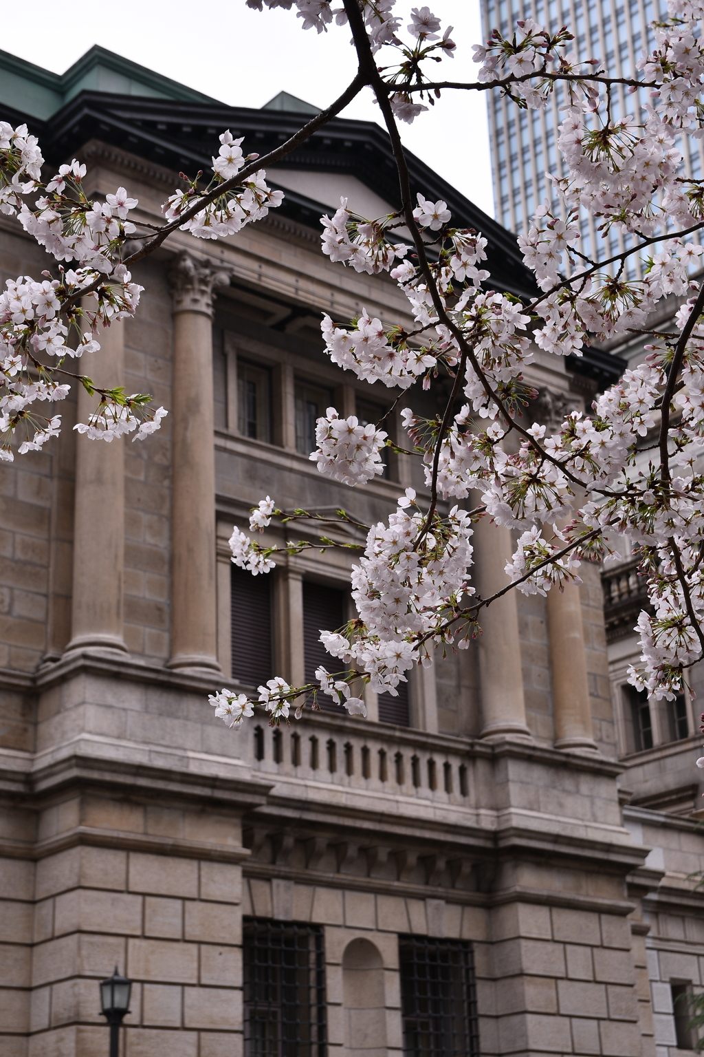 日銀横のさくら