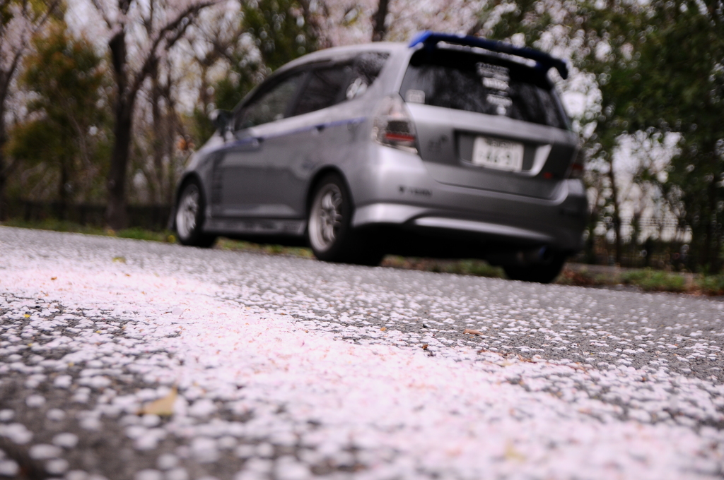 さくらの絨毯越しの愛車