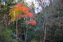 山の中の1本