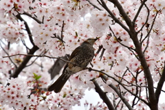 桜と野鳥