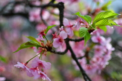 河津桜