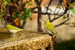 野鳥  その5？