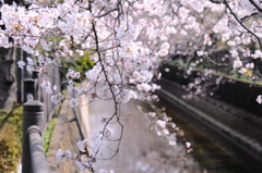 今年の桜