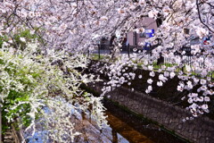 桜開花