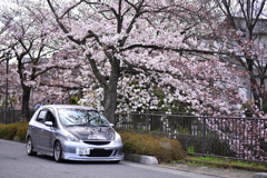 愛車とさくら