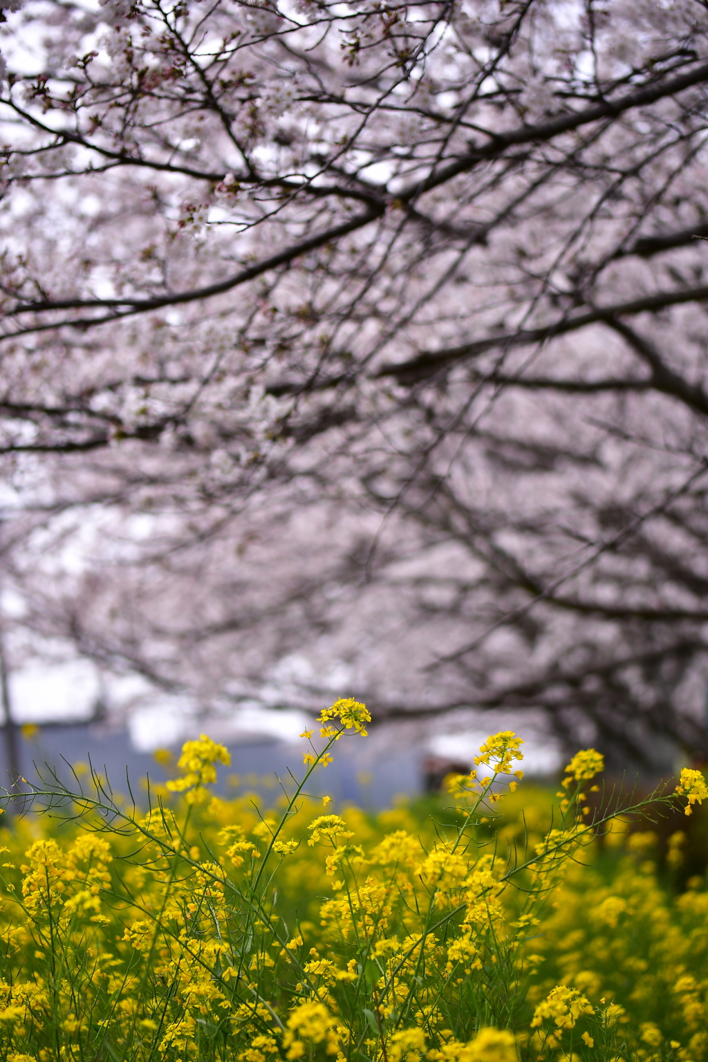 さくらと菜の花