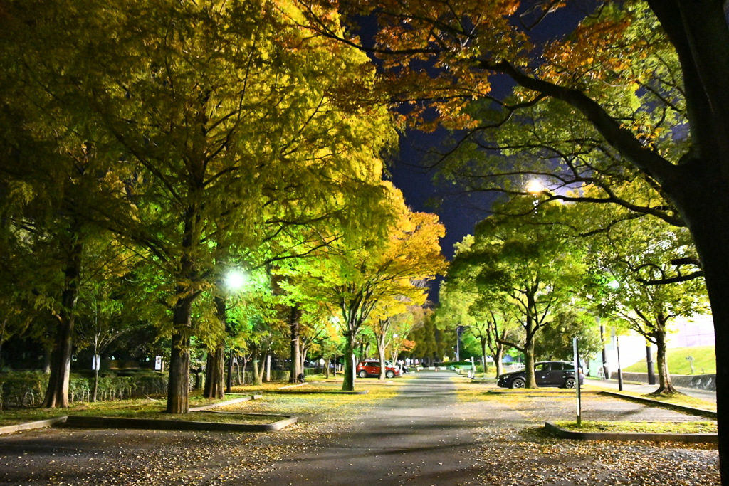 球場の照明に照らされた木々