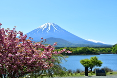 精進湖からの子抱き富士山