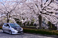愛車と桜