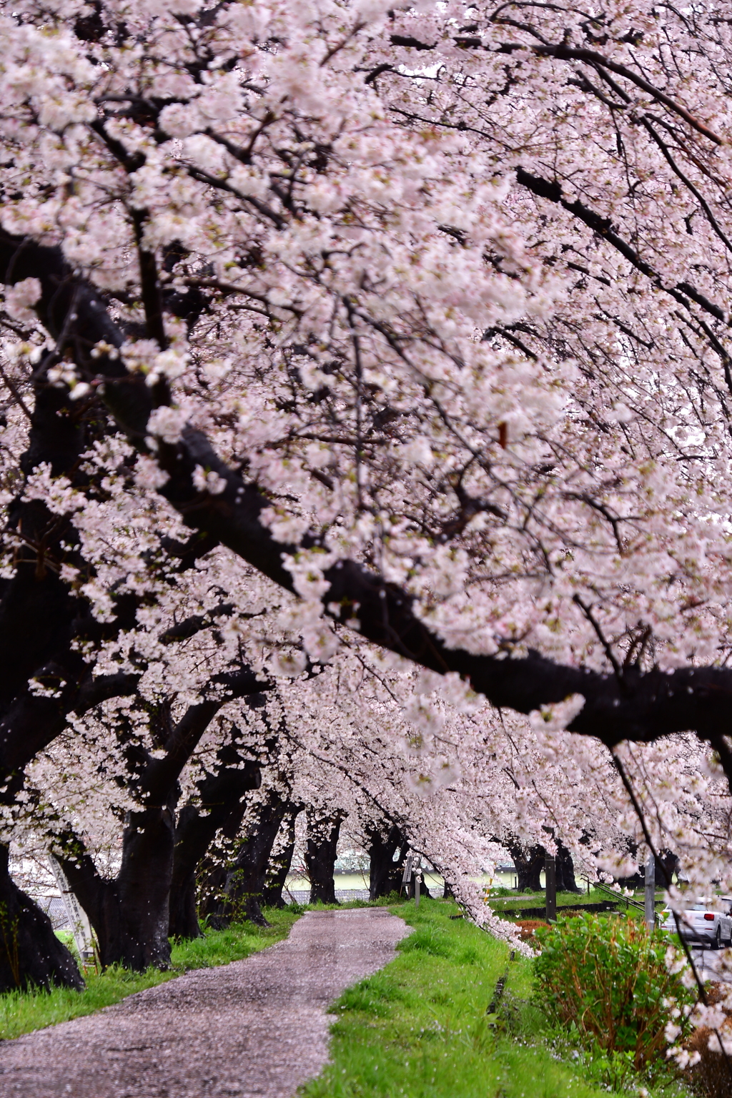 雨の日の桜