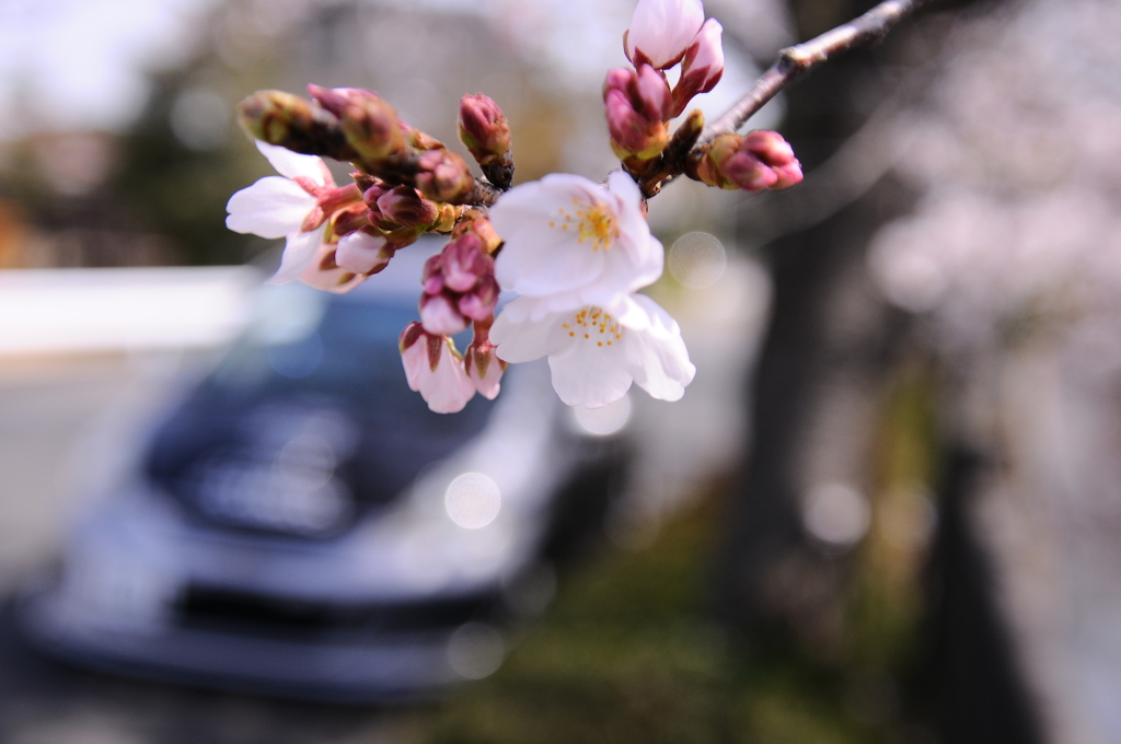 愛車と桜