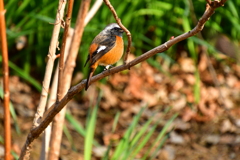 野鳥撮影  その2