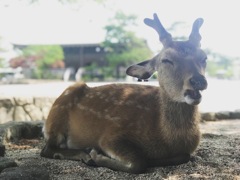 神の使い サボりちゅう