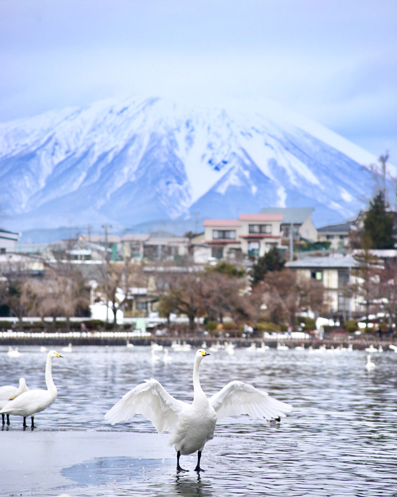 『白鳥の池』