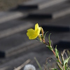 湖岸に咲く花