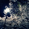 夜だから